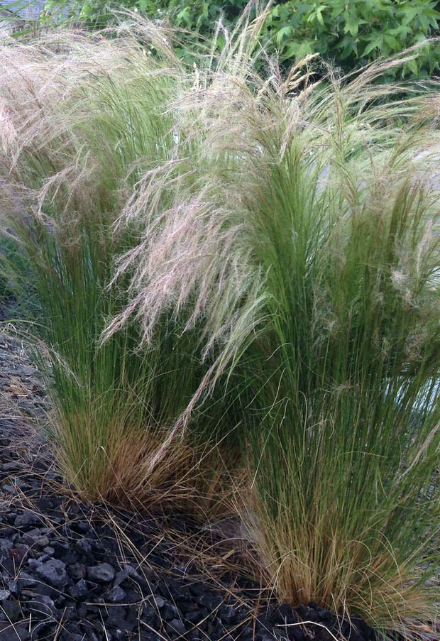mexican feather grass - easy to grow flowers