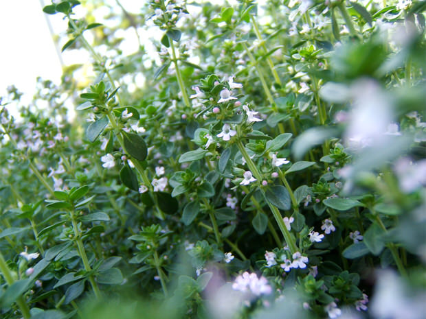 thyme herb - easy to grow