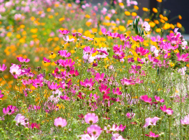 cosmos - easy to grow flowers