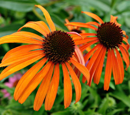 orange echinacea flowers