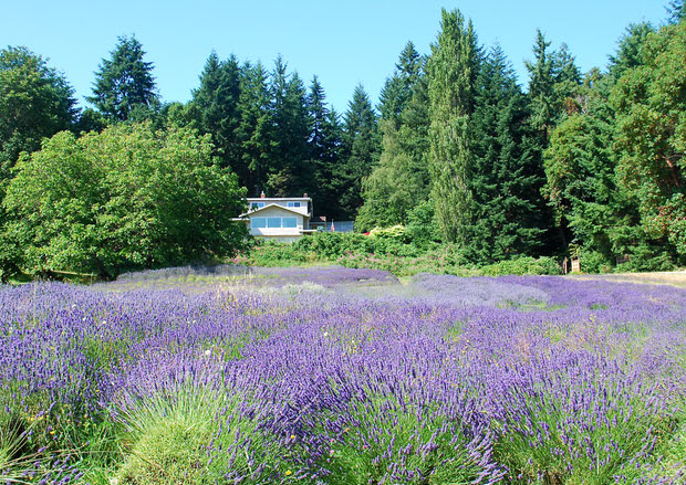 grow lavender tips