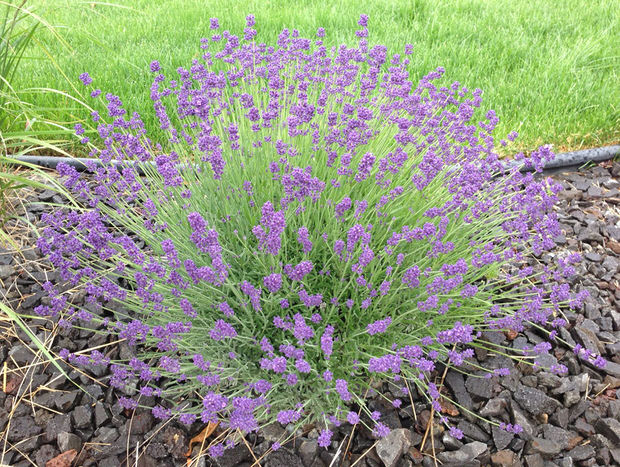 grow lavender tips