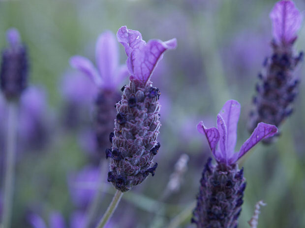 grow lavender tips