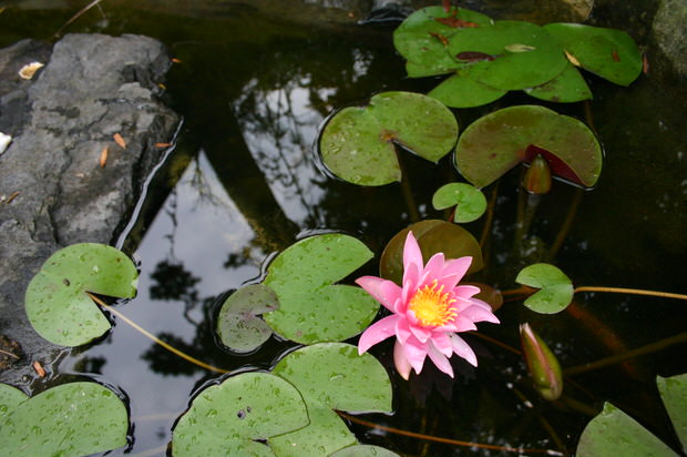 water garden tips