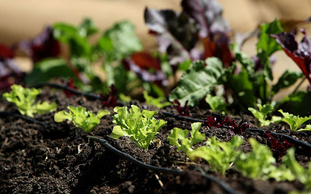 Organic Garden