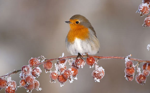 winter garden wildlife