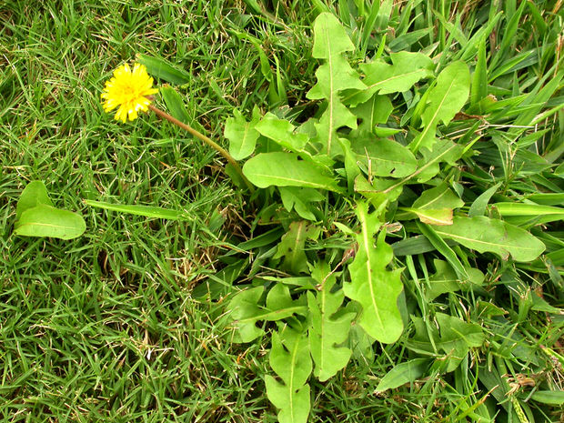 herbicides lawn care