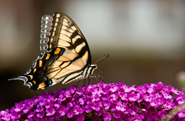 enticing butterflies garden