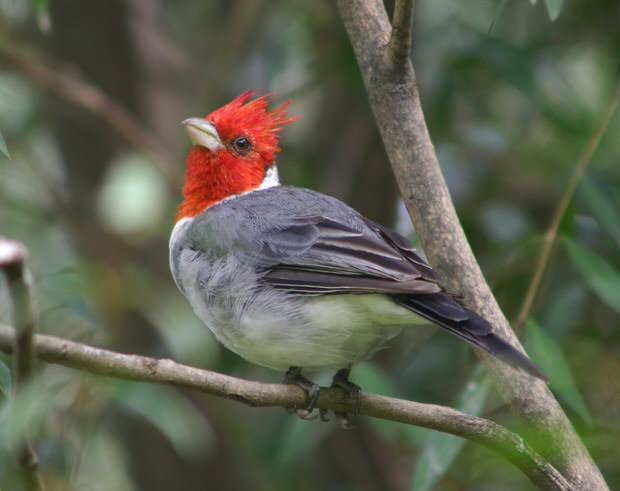 trees attract birds