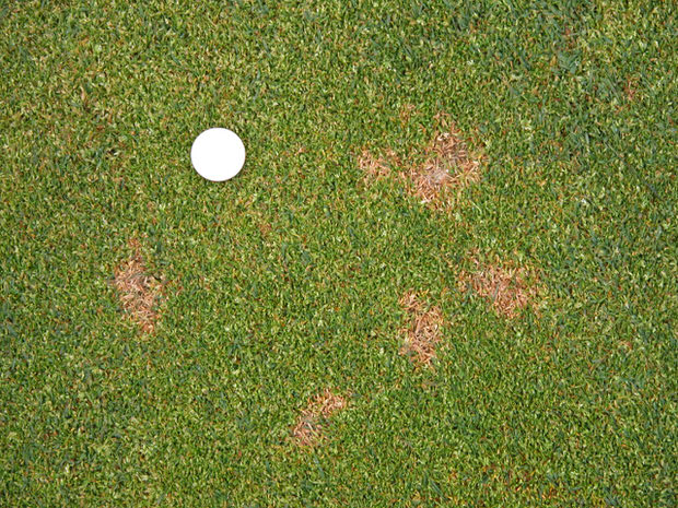 dollar spot lawn diseases