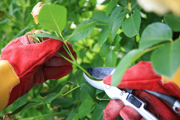 pruning rose bushes