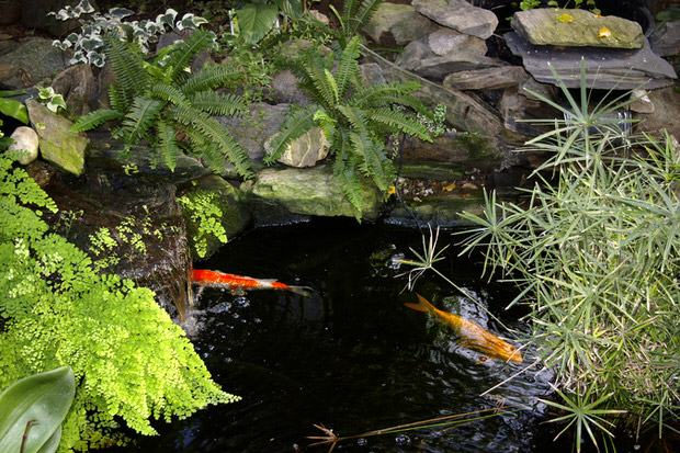 garden pond