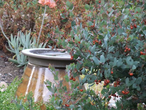 birdbath