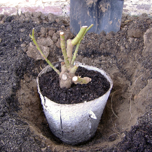 rose planting