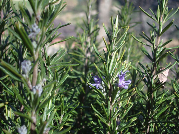 rosemary herb