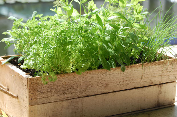 container herbs