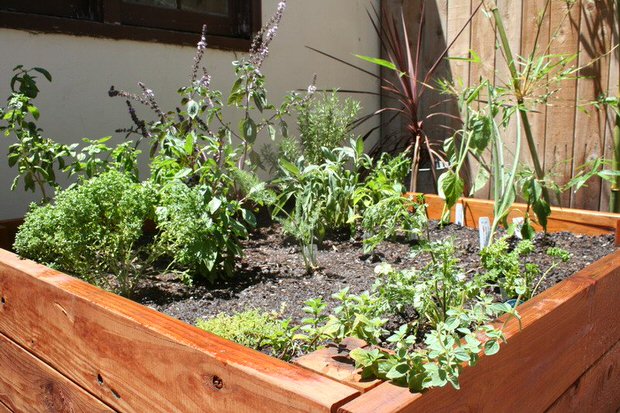 raised bed herb garden