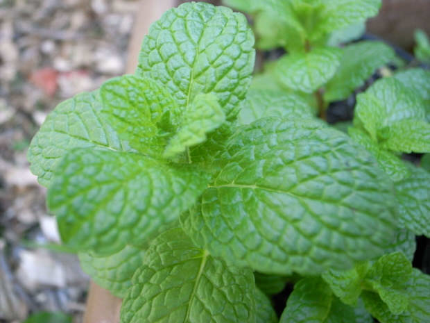 pest prevention with herbs