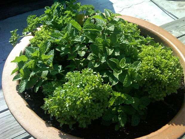 herb garden