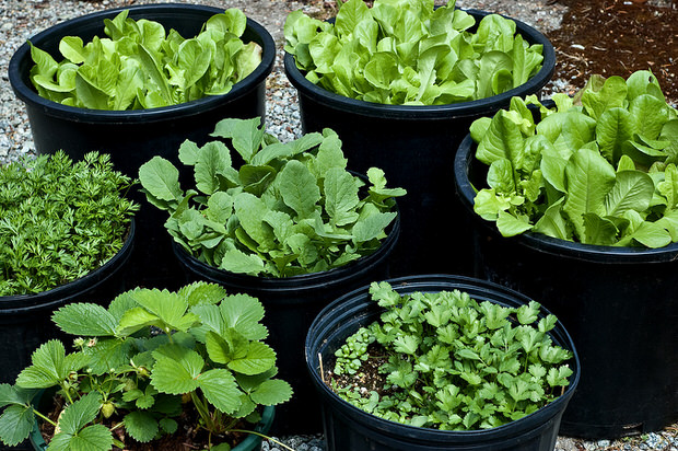 Container vegetable gardening