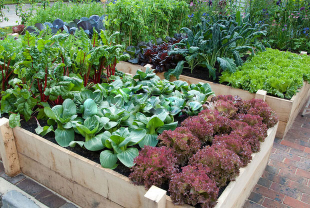 Vegetable Garden Raised Bed