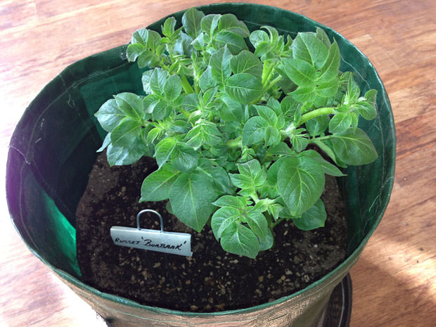 Container vegetable gardening