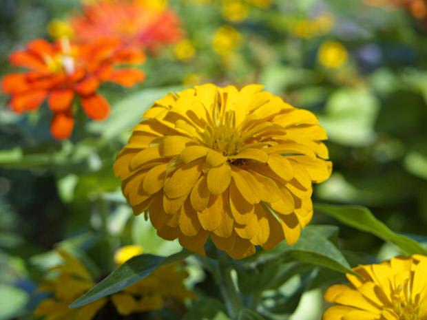 annuals zinnias