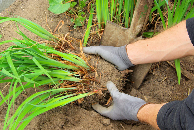 dividing perennials