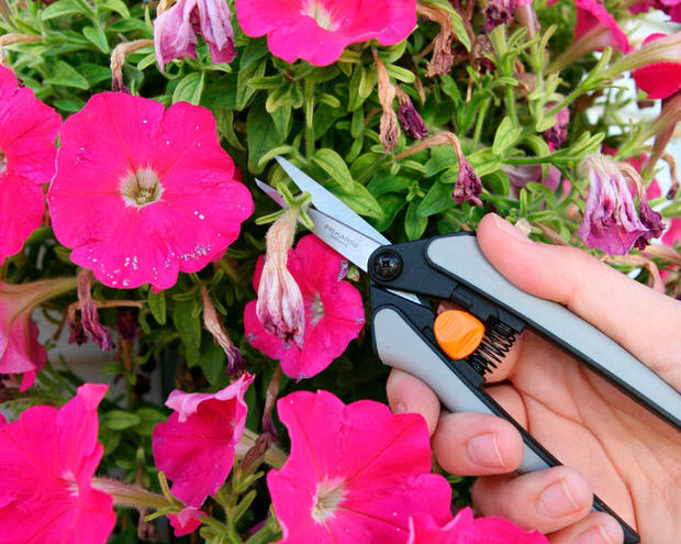 deadheading flowers