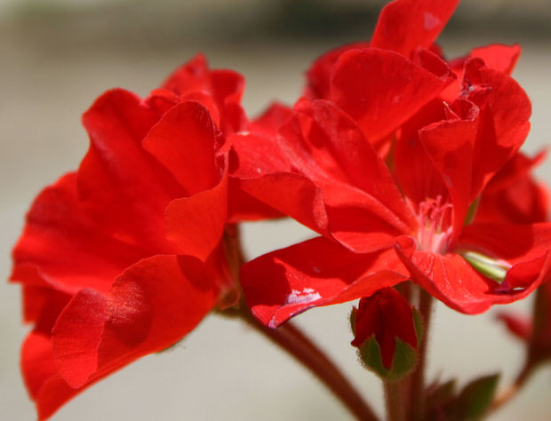 geraniums