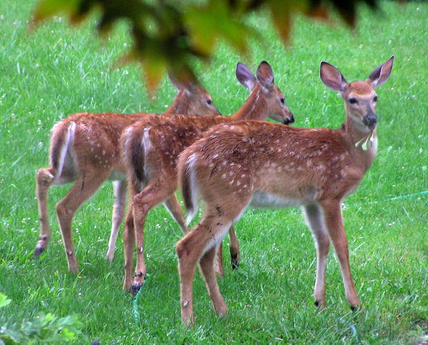 keep deer out of your garden