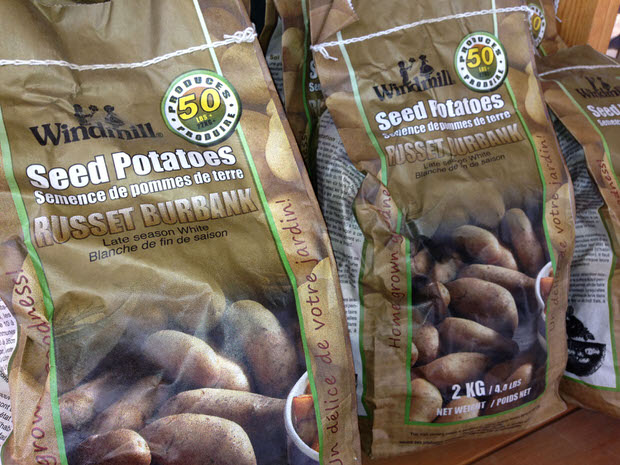 seed potatoes