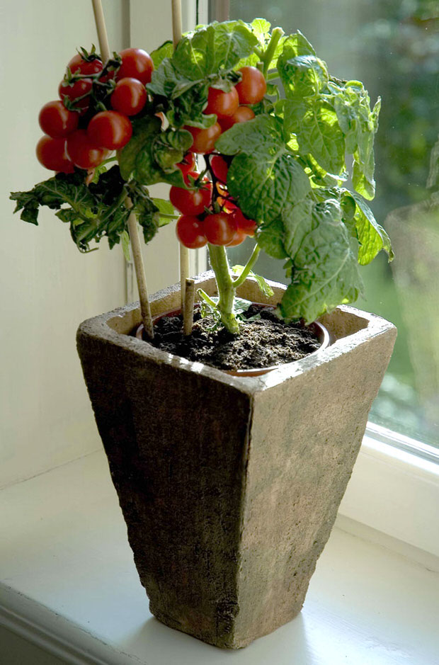 tomato container gardens