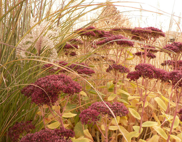 Drought tolerant garden plants