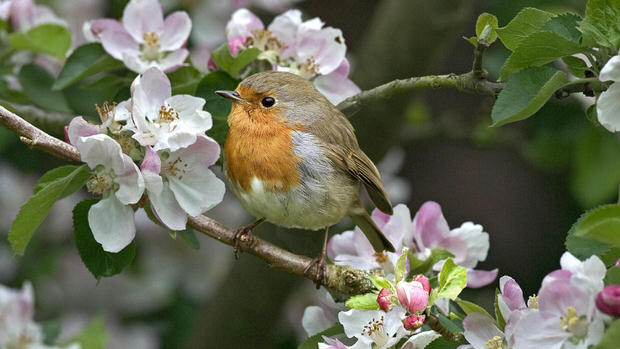 bird watching gardening