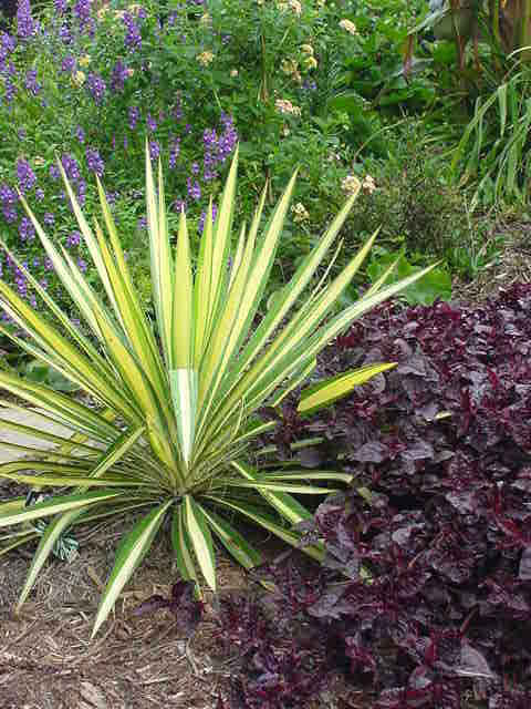 yucca_large