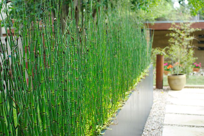 This horsetail plant makes a great modern hedge between two yards