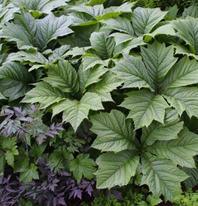 rodgersai_podophylla_mg_lg