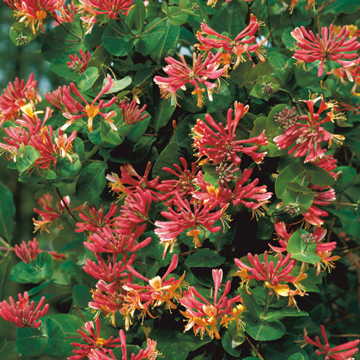 Honeysuckle