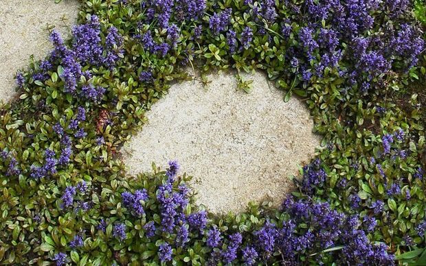 Dwarf Bugleweed