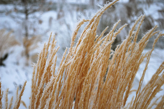 grasses in winter