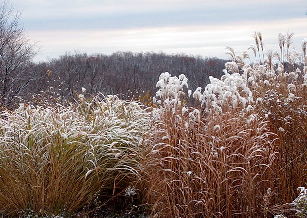 ornamental grasses