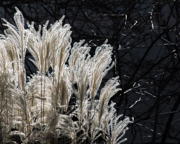 ornamental grasses