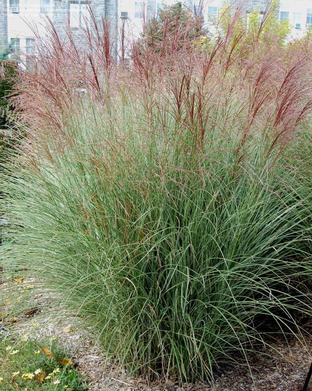 ornamental grasses miscanthus