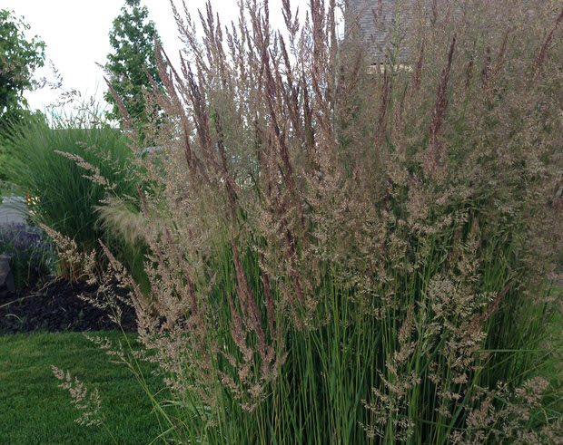 ornamental grasses