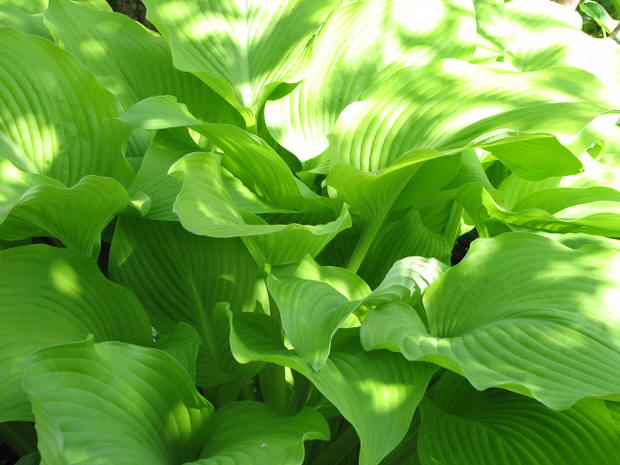 grow hostas