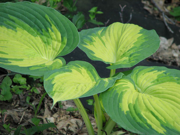 grow hostas