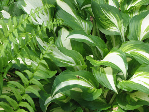 grow hostas