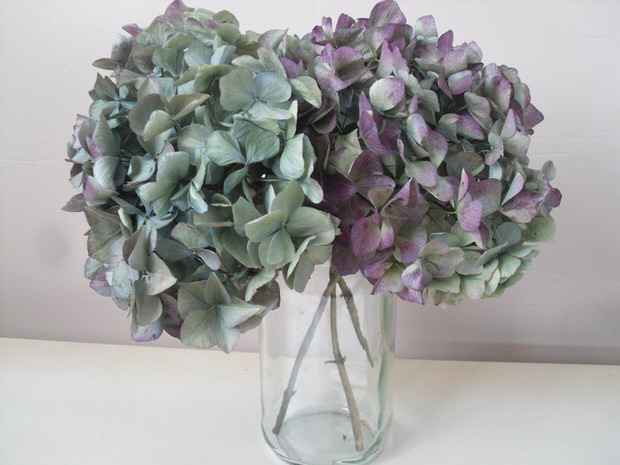 dried hydrangeas