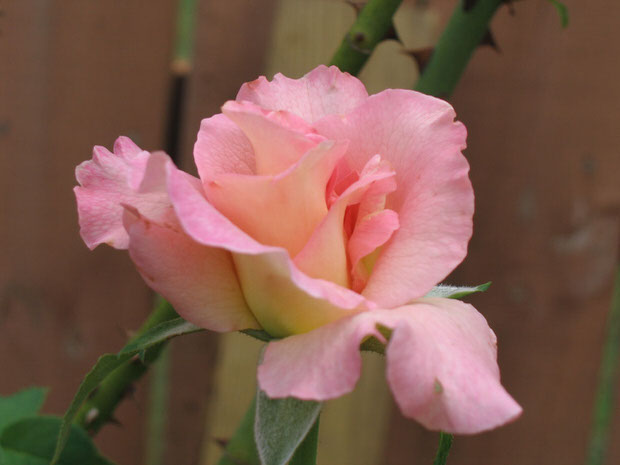 pink rose